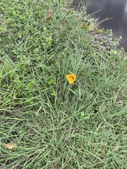 Zephyranthes tubispatha