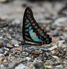 Graphium evemon