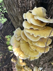 Pleurotus citrinopileatus