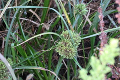 Cyperus eragrostis