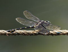 Ictinogomphus decoratus