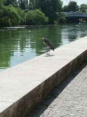 Ardea cinerea
