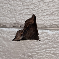 Throana pectinifer