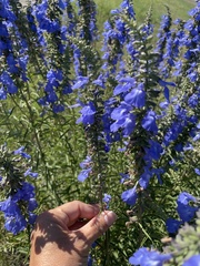 Salvia azurea