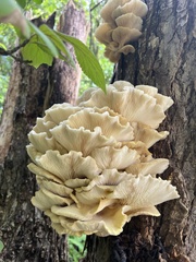 Pleurotus citrinopileatus