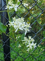 Clematis terniflora