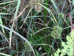 Cyperus eragrostis