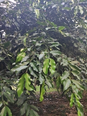 Garcinia xanthochymus