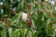 Pycnonotus aurigaster