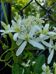 Clematis terniflora