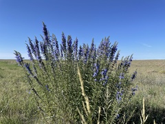Salvia azurea