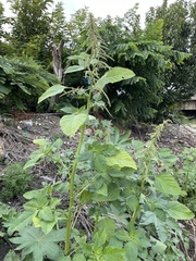 Amaranthus viridis