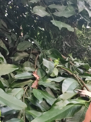 Garcinia xanthochymus