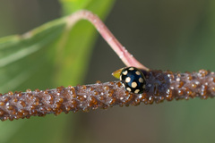 Coccinula quatuordecimpustulata