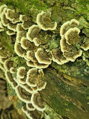 Trametes