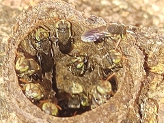 Nannotrigona testaceicornis