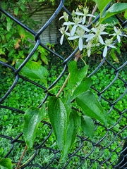 Clematis terniflora