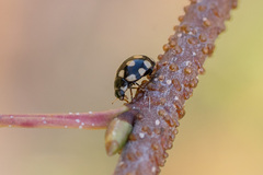 Coccinula quatuordecimpustulata