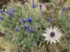 Lupinus montanus