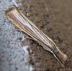 Agriphila vulgivagellus