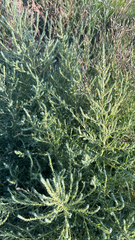 Bassia scoparia
