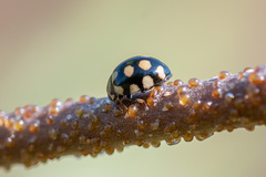 Coccinula quatuordecimpustulata