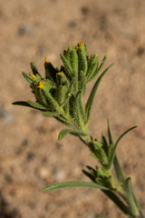 Madia glomerata