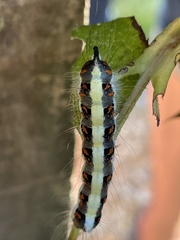 Acronicta psi