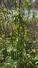 Lactuca canadensis