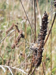 Araneus quadratus