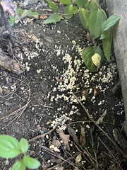 Coprinellus disseminatus