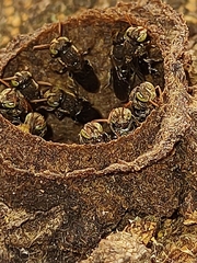 Nannotrigona testaceicornis