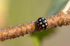 Coccinula quatuordecimpustulata