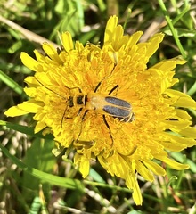 Chauliognathus pensylvanicus