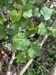 Ampelopsis glandulosa