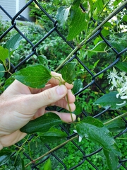 Clematis terniflora