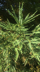 Cupressaceae
