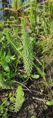 Hippuris vulgaris