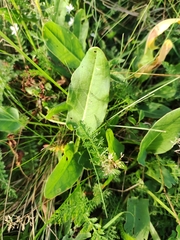 Rumex acetosa