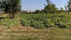 Heracleum sosnowskyi