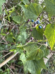 Ampelopsis glandulosa