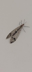 Dendroleon obsoletus