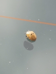 Adalia decempunctata