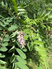 Robinia