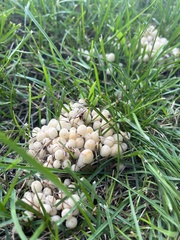 Coprinellus disseminatus