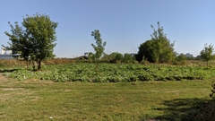 Heracleum sosnowskyi