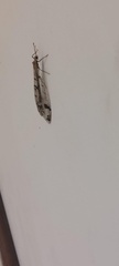 Dendroleon obsoletus