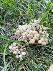 Coprinellus disseminatus