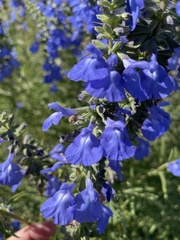 Salvia azurea