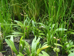 Sagittaria pygmaea